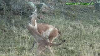 Puma cazando a un guanaco  Torres del Paine [upl. by Hairahcaz]