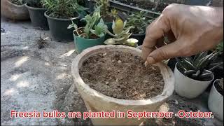 Planting Freesia Bulbs In October  Gardening Tips viralvideo video new nature flowers winter [upl. by Rew485]