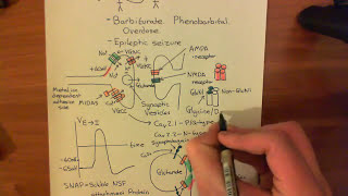 Long Term Potentiation and NMDA Receptors Part 3 [upl. by Hseyaj]