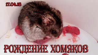 РОЖДЕНИЕ ХОМЯКОВ ДЖУНГАРСКИХ  BIRTH OF THE HAMSTER [upl. by Barrus]