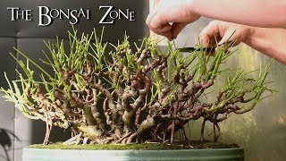 Creating a Schefflera Banyan Style Bonsai Nov 2017 [upl. by Jadda]