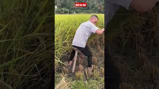 See the wheat harvesting techniquethe funny facts youtubeshorts vairalshorts funny comedy fact [upl. by Ainitsirhc]