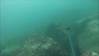 Spearfishing Newcastle Wet Dreaming [upl. by Braynard288]