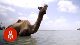 India’s Swimming Camels [upl. by Sherris]