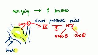 Physiology  2  BARORECEPTOR REFLEX [upl. by Jannelle]