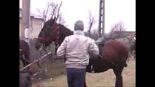 Botezul cailor de Boboteaza in Baraganul buzoian  obicei pastrat din stramosi [upl. by Malinowski]