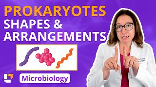 Prokaryotes Shapes amp Arrangements  Microbiology for PreMed Nursing amp Health Care ​⁠ leveluprn [upl. by Aicertap130]