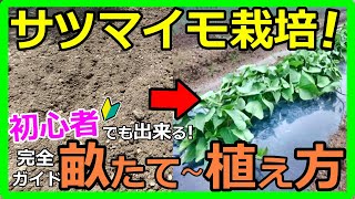 初心者必見！楽しいさつまいも栽培ガイド：畝作りから植える方法までの成功法！ [upl. by Pfosi]