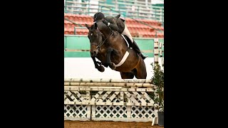 2019 Hanoverian gelding by Casallco [upl. by Brier589]