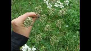 Eating wild plants common hogweed seed is highly aromatic [upl. by Neurath]