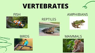 Vertebrates  Science Lesson  What are vertebrate animals [upl. by Nageet531]