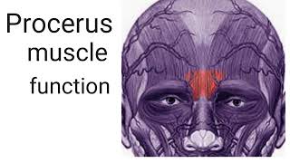 function of procerus muscle [upl. by Quick]