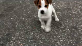 60 Day Jack Russell Terrier puppy [upl. by Vetter]