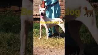 kohati gultair dog 🐕 peshawardogcenter doglover germanshepherd [upl. by Oinotla781]