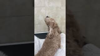 Dog sings Spongebob Squarepants [upl. by Beck]