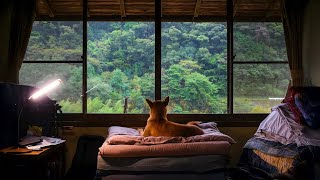 Pancake the Dog Sleeps on a Rainy Day in the Japanese Countryside Just Ambience No Voice Over [upl. by Llemej]