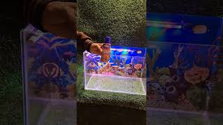 OSCAR FISH TANK SETUP video [upl. by Surat]