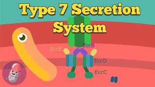 Type 7 Secretion System [upl. by Akym417]