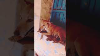 dog video [upl. by Sahc]