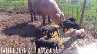 Meishan Landrace Piglets Eating Corn At 3 Days Old [upl. by Ennoitna]