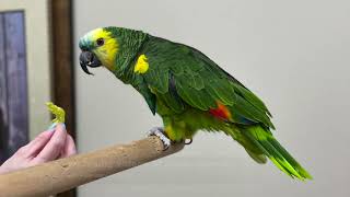 Meet Buffy Grady Vets BlueFronted Amazon Parrot [upl. by Aimaj]