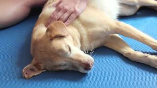 WauTV  Therapeutische Massage beim Hund [upl. by Bledsoe]