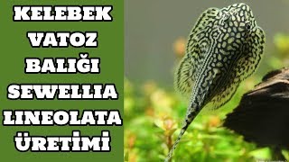 Kelebek Vatoz Sewellia Lineolata Üretimi [upl. by Eustace]