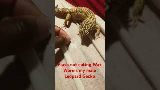 Flash out eating Wax Worms my male Leopard Gecko [upl. by Monica]