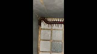 Escolopendra gigante Ciempiés gigante Giant centipede [upl. by Accebber]