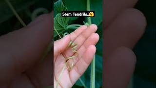 Stem tendrils🤗  Stem tendrils in Bottle guard  biology botany botanyadda Kukubiology [upl. by Adnalue930]