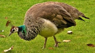 Peacock Female on Display  Peahen Bird [upl. by Hillard]