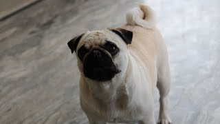 Maximizing the Lifespan of Your Pug A Comprehensive Guide [upl. by Haimerej62]