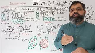 Life Cycle of Puccinia English medium  Prof Masood Fuzail  Rusts Fungi  TeleutosporesTeliospores [upl. by Brinna]