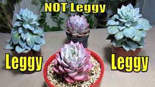 How to Grow Fix amp Propagate LEGGY SUCCULENT [upl. by Mikihisa]