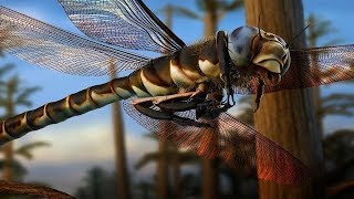 Meganeura  The Biggest Insect That Ever Existed  Documentary EnglishHD [upl. by Dimmick]