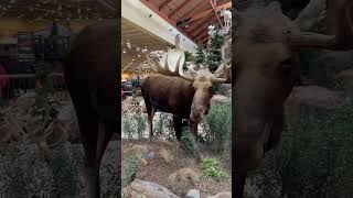 Cabelas Scarborough Maine Wildlife Display Part 2 shorts shortsyoutube cabelas wildlife maine [upl. by Lundt]