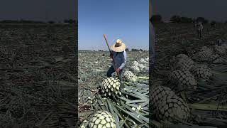 Jima de agave Jamay Jalisco [upl. by Ikuy632]