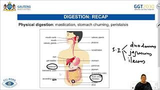 Human Nutrition  Assimilation amp Egestion and Homeostasis  Grade 11 [upl. by Adnihc]