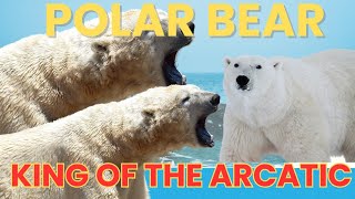 The Wonders of a Polar Bear King of Arctic [upl. by Gillespie]