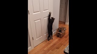 Cat opening door  My cat opens the basement door whenever I close it [upl. by Ahsatin732]