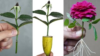 Surprised By This Rose Propagation Method [upl. by Haughay873]