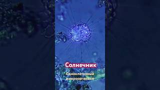 движение солнечника на ускоренной съемке microscope [upl. by Lorrimor395]