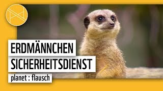 Erdmännchen Sicherheitsdienst  Wer passt auf  planet  flausch  planet panda [upl. by Aguste]