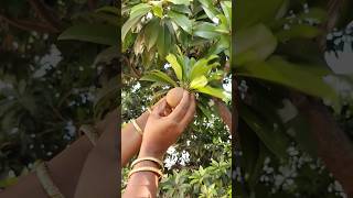 Taste natural Sapota Fruit 🤤fruit sapota garden plants [upl. by Anwahsiek900]