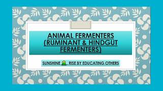 Ruminant Foregut and Hindgut Fermenters  Animal Fermenters [upl. by Griffie528]