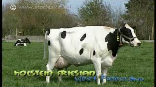 HolsteinFriesian dairy cattle in WestFriesland [upl. by Anwadal]