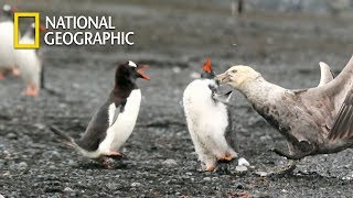 Gentoo Penguin Protecting his Baby from Giant petrel｜National Geographic [upl. by Danais]