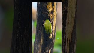 Coppersmith barbet wildbirdlife nature colourfulbirds birdslover cutebirds [upl. by Ahsoj488]