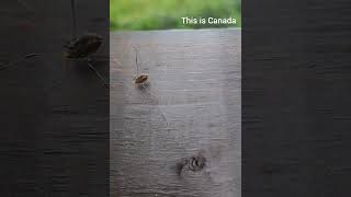 Silent crawler makes a lasting impression  incredible video of a harvest spider furiously crawling [upl. by Destinee]