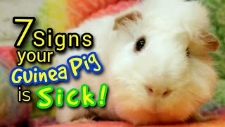 7 Signs Your Guinea Pig Is Sick [upl. by Dyal]